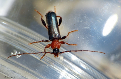 Veranderlijke boktor