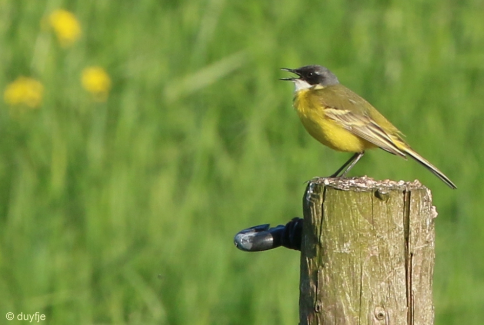 Verdwaald? - Vogels - Witkeelkwikstaart of Italiaanse Kwikstaart
