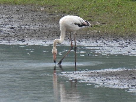 Verdwaalde flamingo in Noord Oost Twente