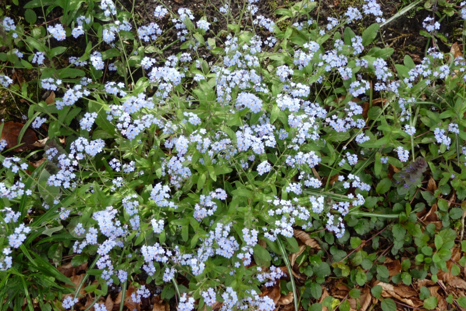 Vergeet mij nietjes - Planten - 