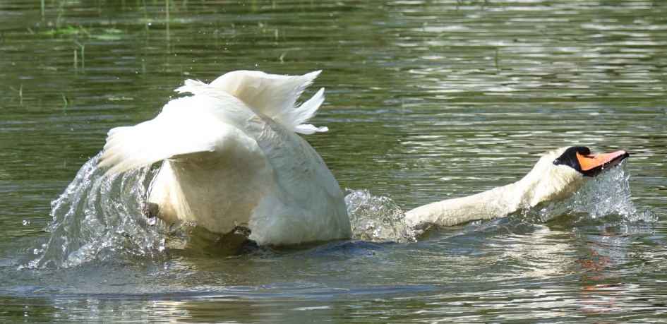 Verkoeling zoekende Knobbelzwaan - Vogels - Knobbelzwaan