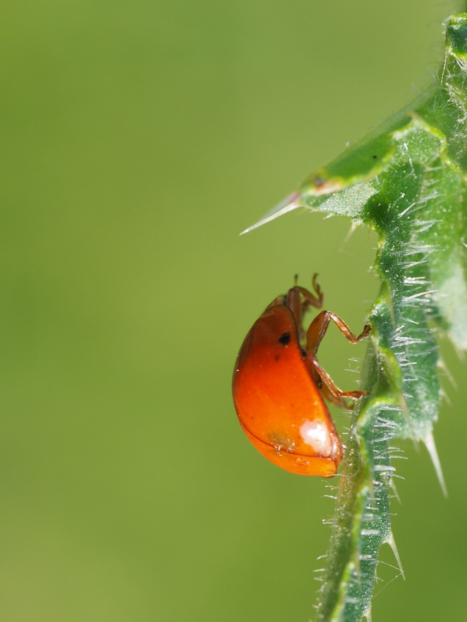 Vers - Geleedpotigen - Wrsch. Veelstippelig Aziatisch lieveheersbeestje