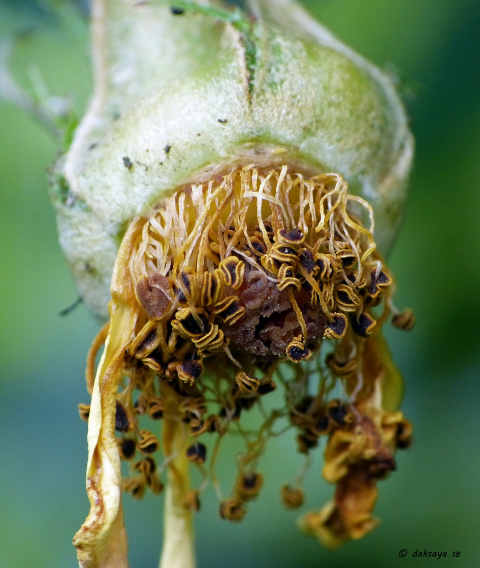 Verwelkte roos - Planten - 