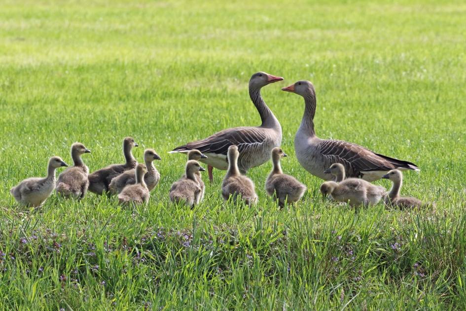 Verzin jij nou iets leuks om ze bezig te houden.. - Vogels - Grauwe ganzen