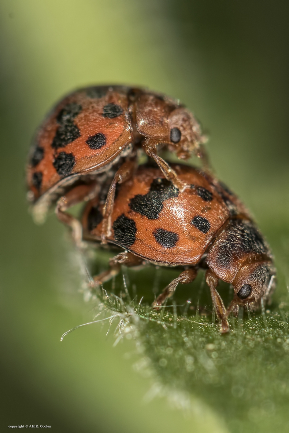 Vierentwintigstippelig lieveheersbeestje - Geleedpotigen - Vierentwintigstippelig lieveheersbeestje