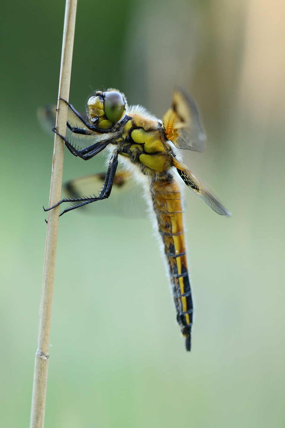 viervlek - Geleedpotigen - 