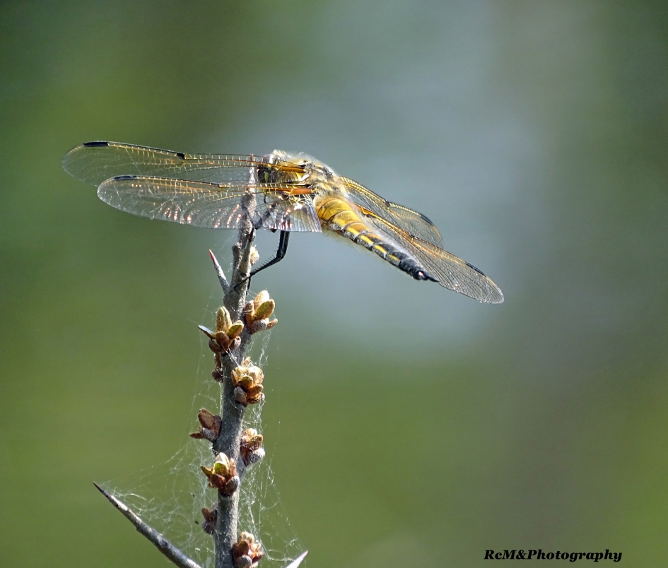 Viervlek libel. - Geleedpotigen - Viervlek libelle.