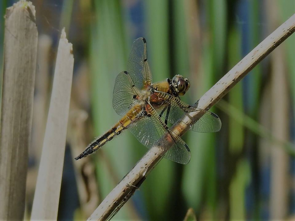 Viervleklibel - Geleedpotigen - Viervleklibel