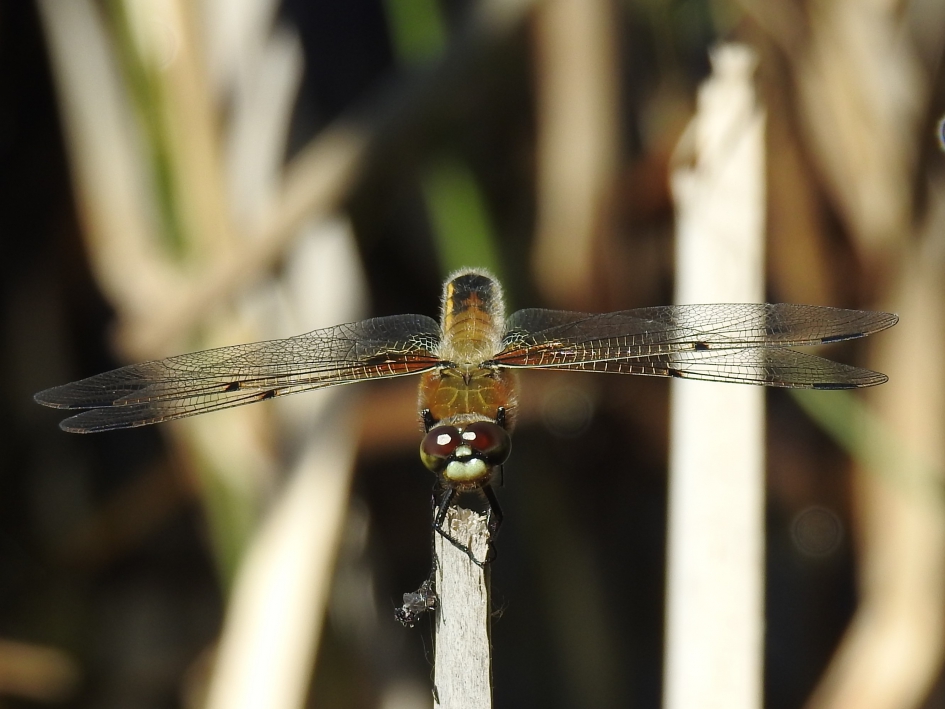 Viervleklibel - Geleedpotigen - Viervleklibelle