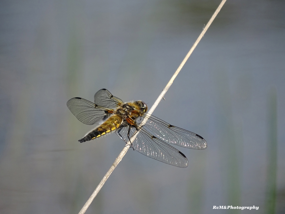 Viervleklibel. - Geleedpotigen - Viervleklibel.