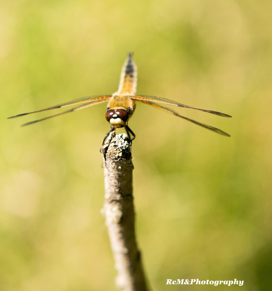 Viervleklibel. - Geleedpotigen - Viervleklibel.