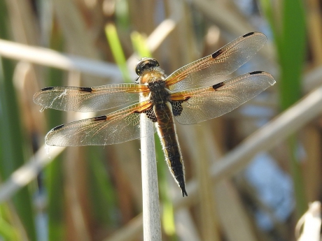 Viervleklibelle