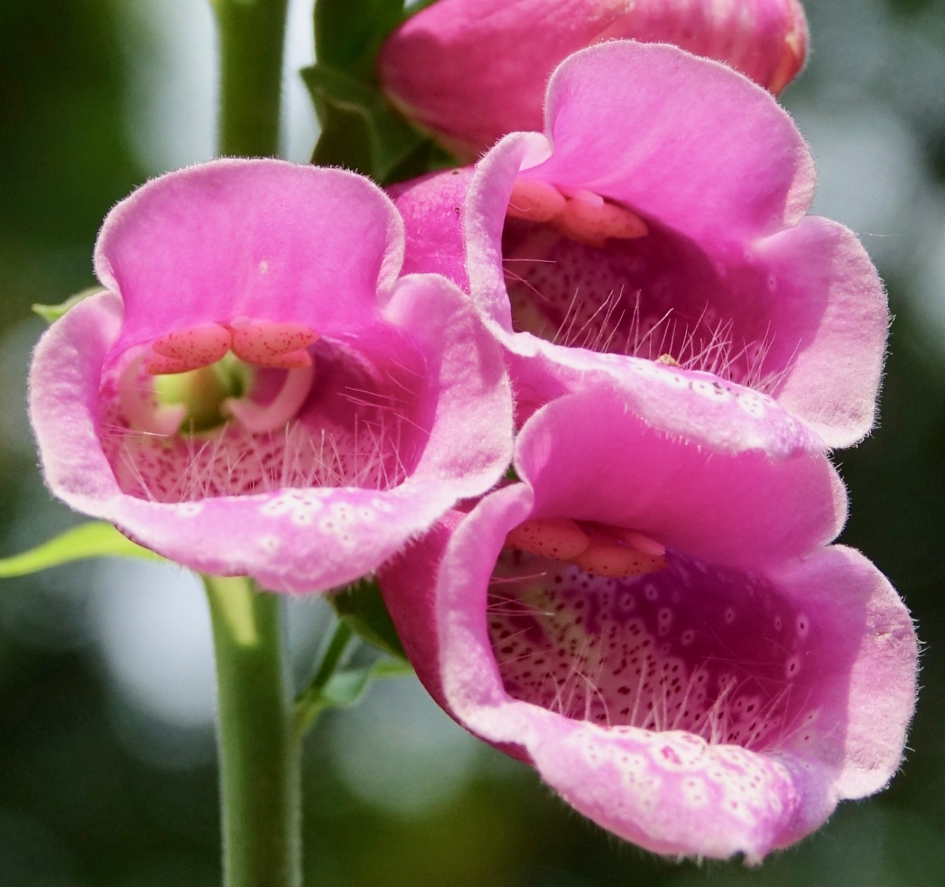 Vingerhoeden - Planten - Vingerhoedskruid