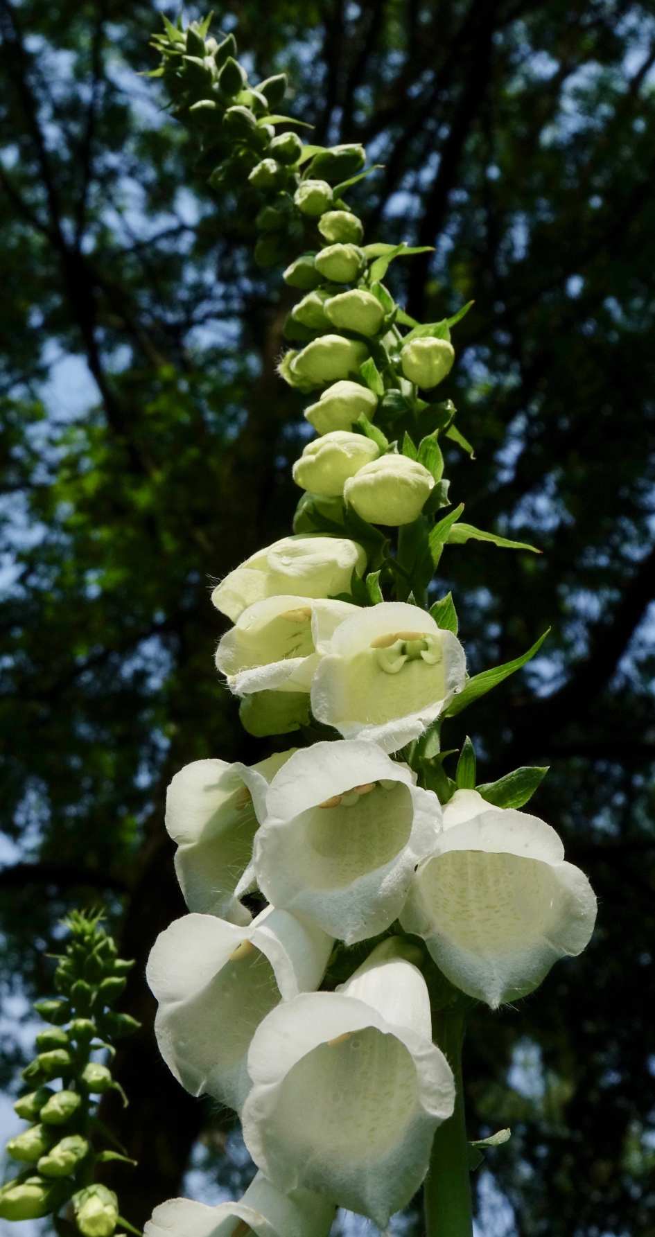 Vingerhoedskruid - Planten - Vingerhoedskruid