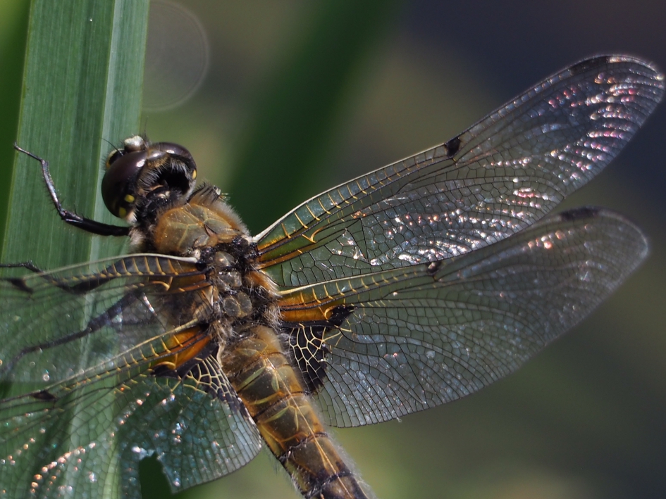 Vleugelpracht - Geleedpotigen - Viervleklibel