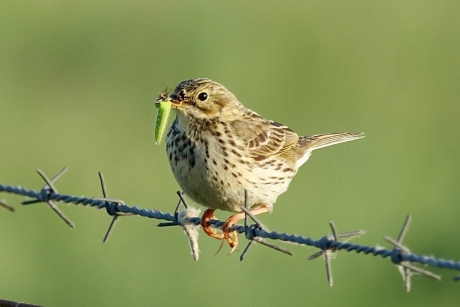 Voedsel zoekend in de avondzon