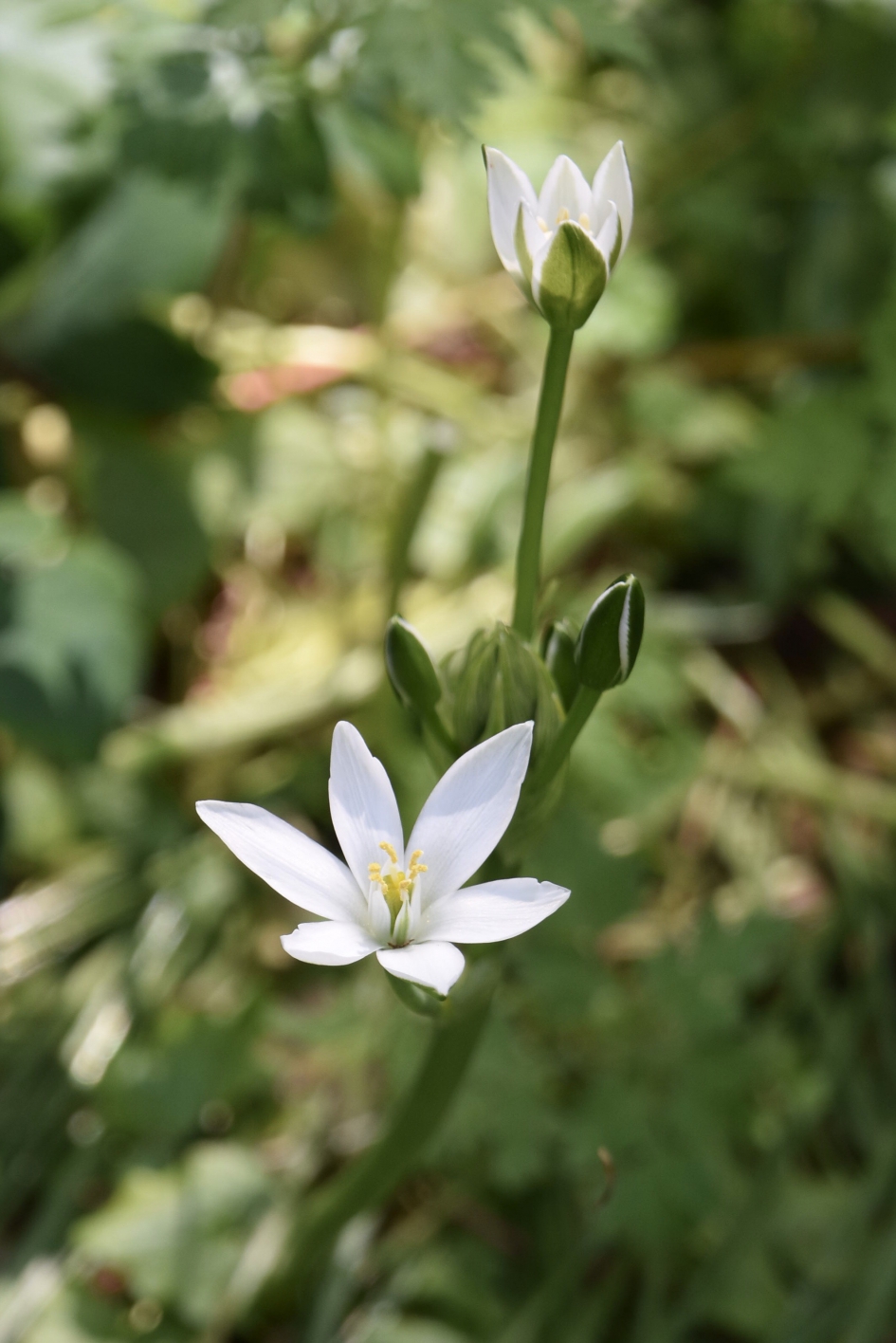 Vogelmelk - Planten - 