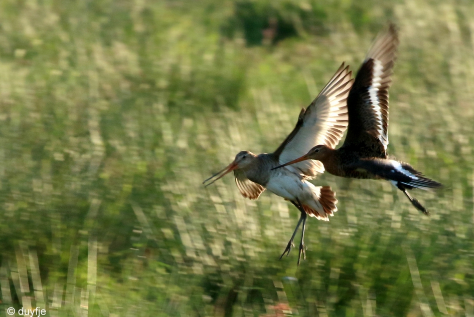 Voor het slapen gaan - Vogels - Grutto's