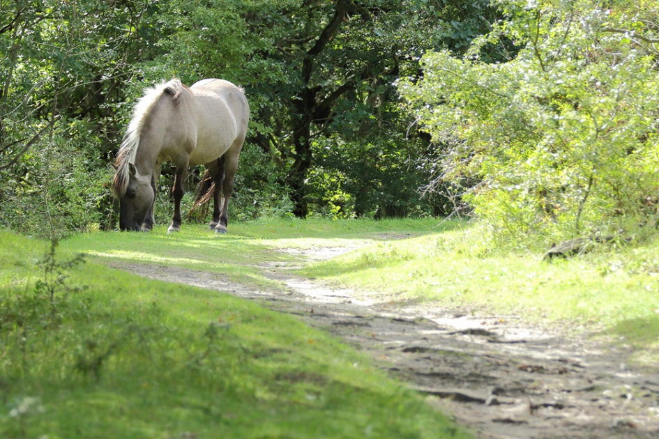 voorbij de bocht - Zoogdieren - 
