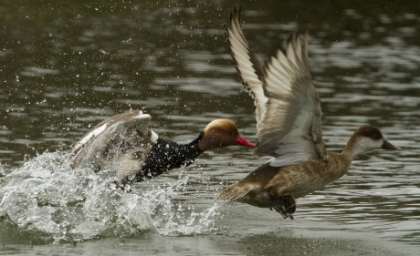 Vorstelijk koppel ...