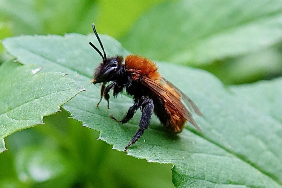 Vosje - Geleedpotigen - Vosje