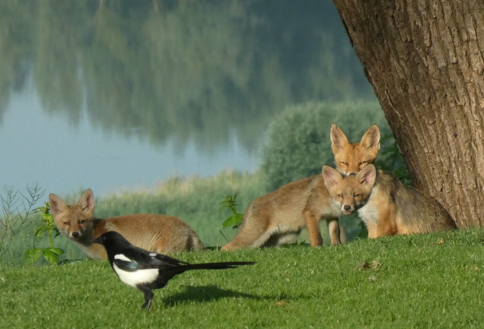 Vossen en ekster - Zoogdieren - 