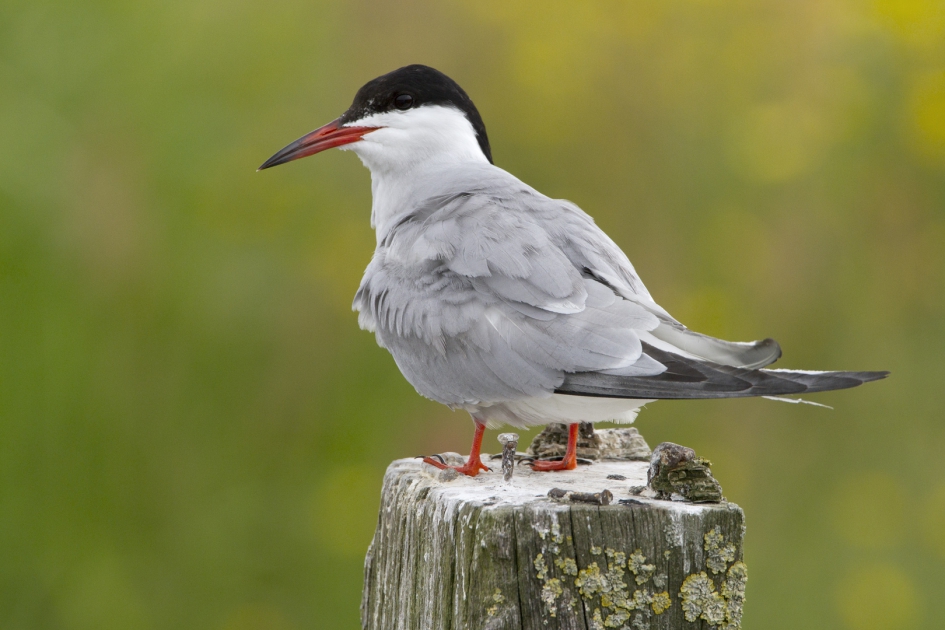 Vroeg - Vogels - Visdief