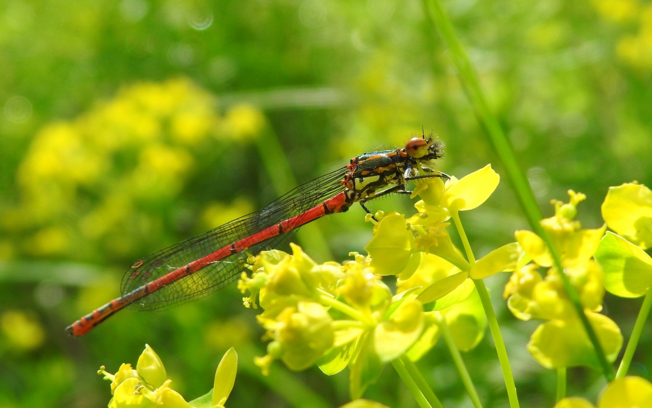 Vurige juffer - Geleedpotigen - Vuurjuffer