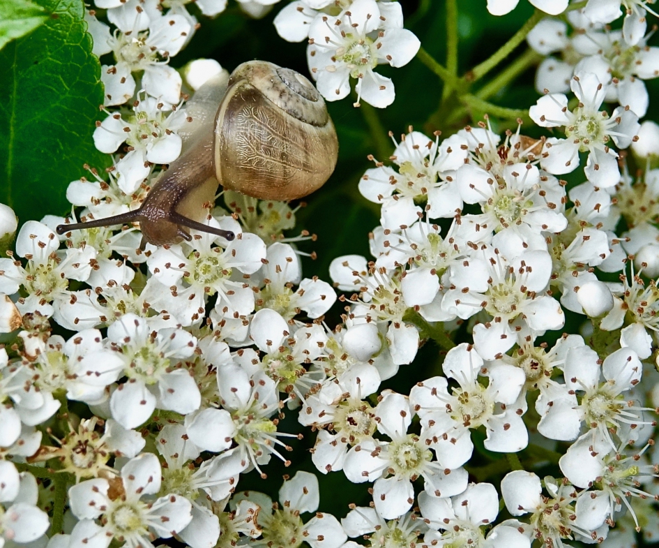 Vuurdoorn-slak - Planten - Vuurdoorn