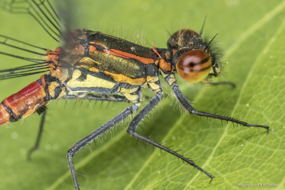 Vuurjuffer - Geleedpotigen - Vuurjuffer