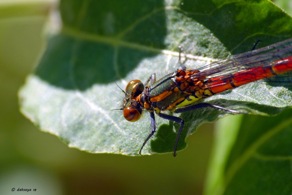 Vuurjuffer - Geleedpotigen - 