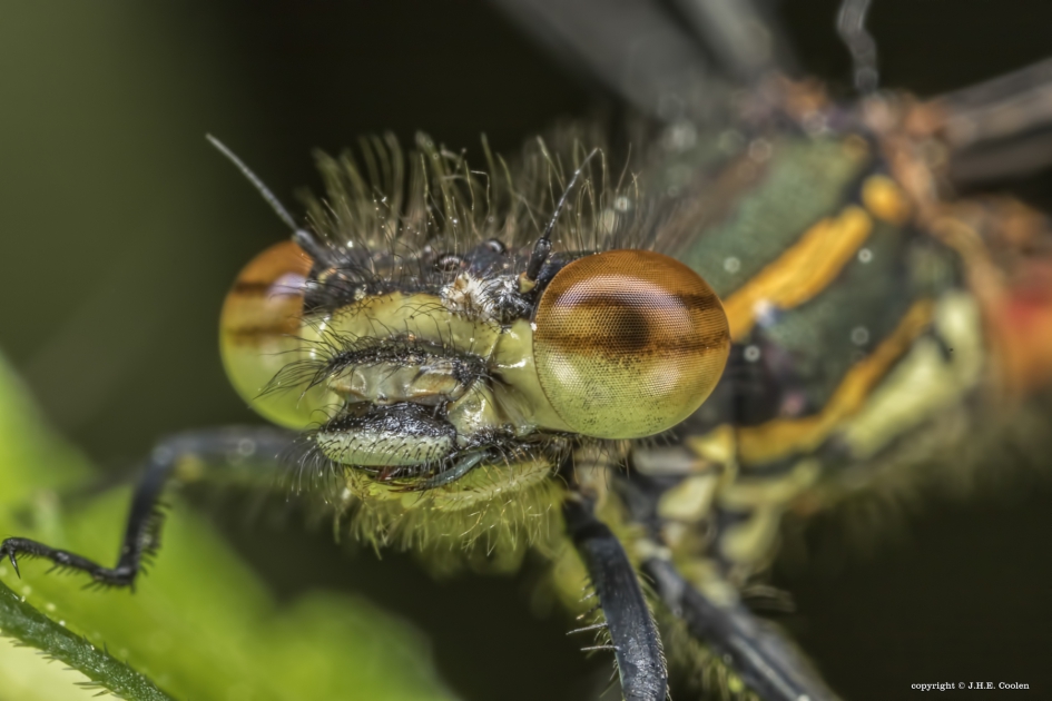 Vuurjuffer - Geleedpotigen - Vuurjuffer