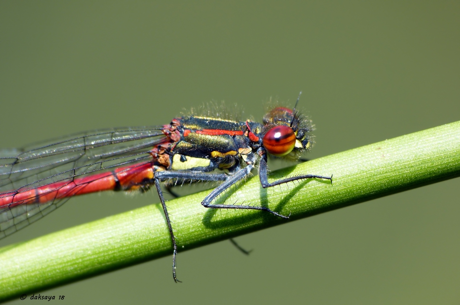 Vuurjuffer - Geleedpotigen - 