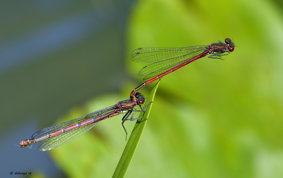 Vuurjuffers - Geleedpotigen - 