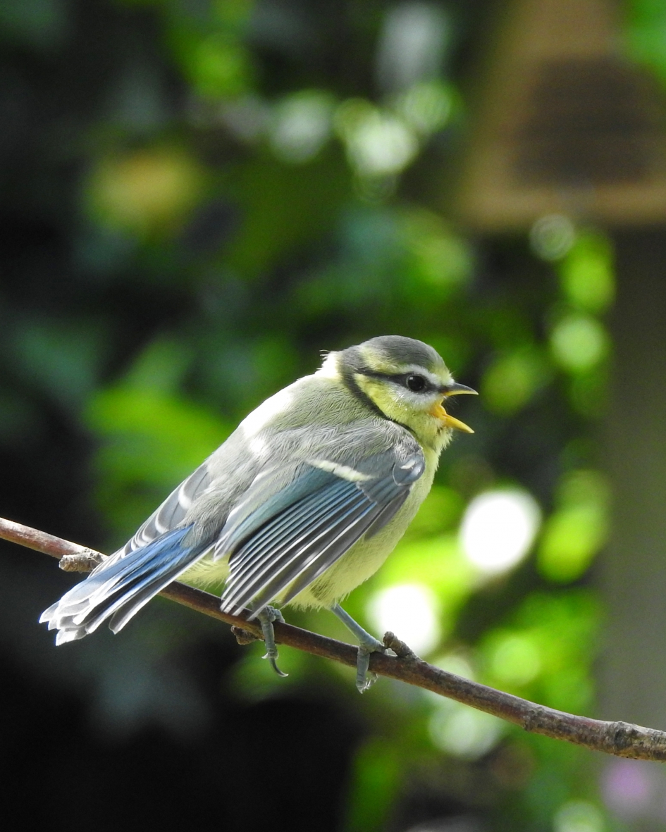 Waar blijft het eten ??? - Vogels - Pimpelmees
