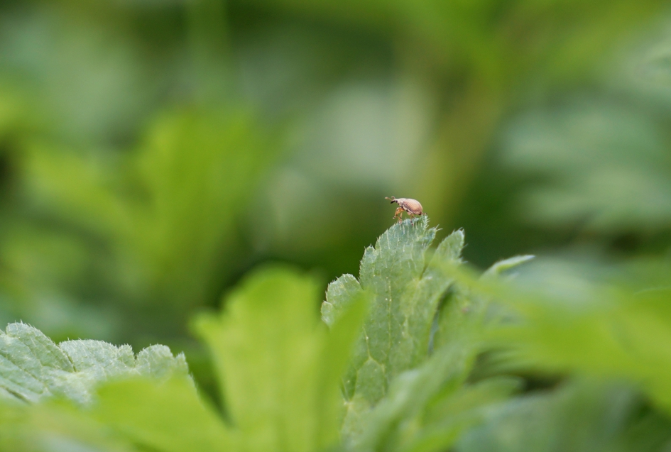 Waar blijven de anderen nou? - Geleedpotigen - Snuitkever
