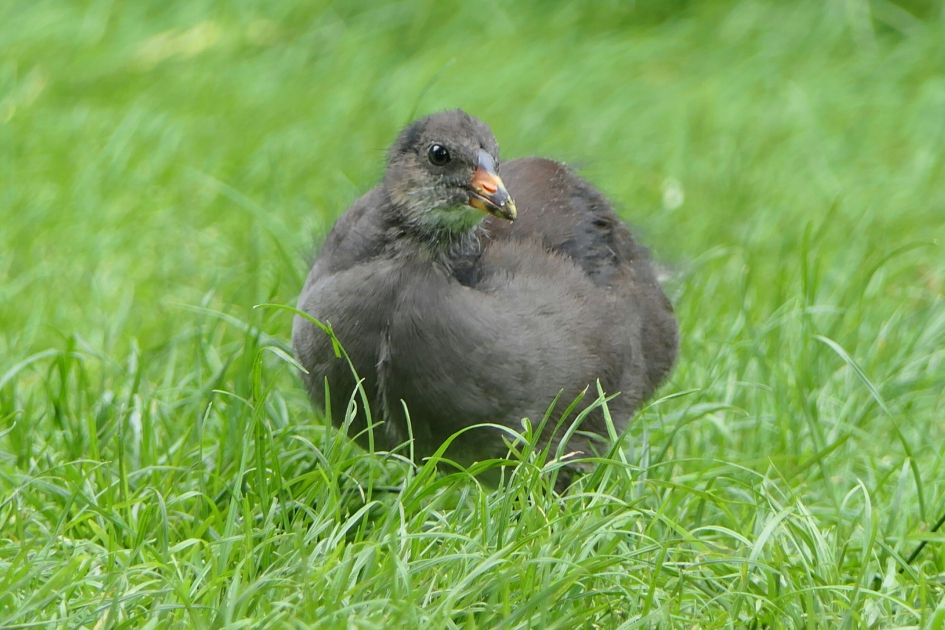 Waterhoen. - Vogels - Waterhoen