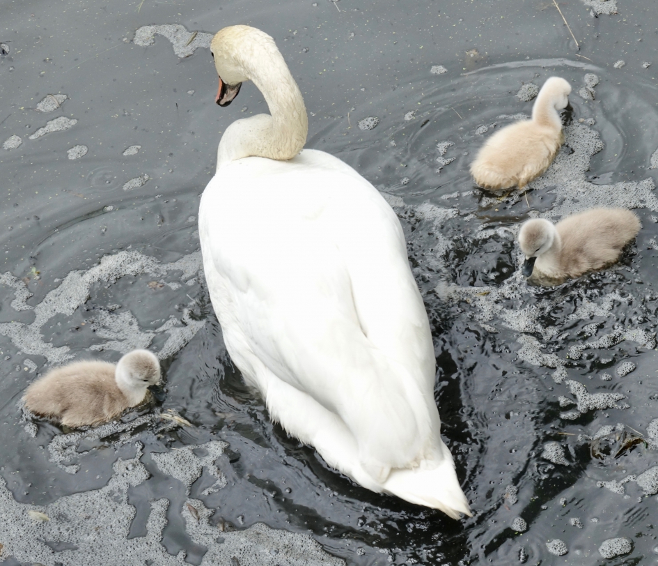 Watertrappelende Zwaan - Vogels - Knobbelzwaan