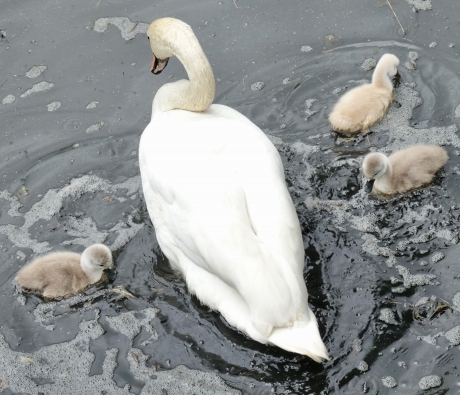 Watertrappelende Zwaan