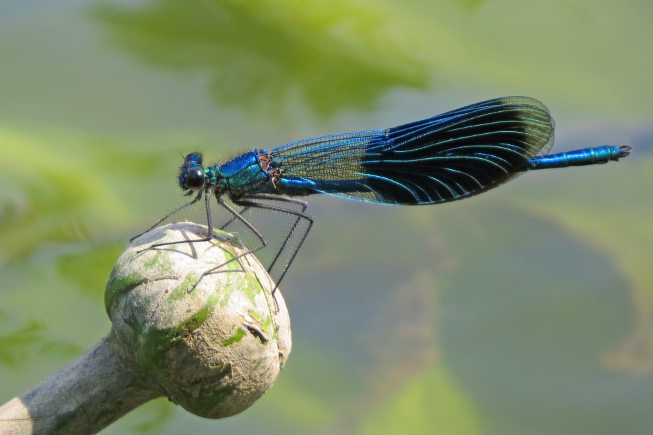 Weidebeekjuffer - Geleedpotigen - 