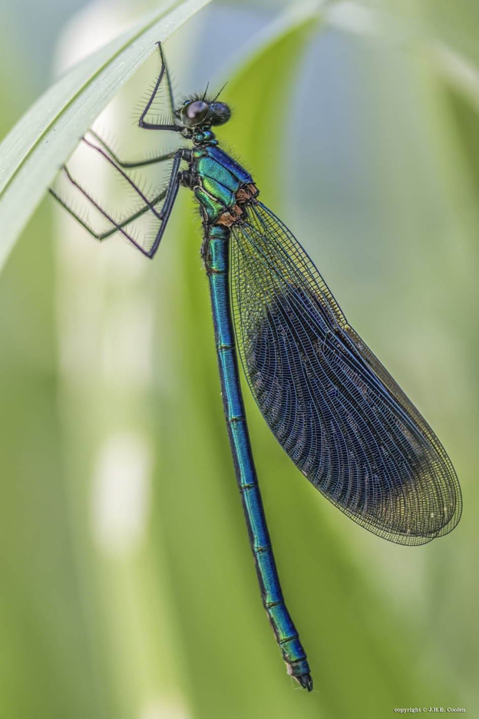 Weidebeekjuffer (man) - Geleedpotigen - Weidebeekjuffer