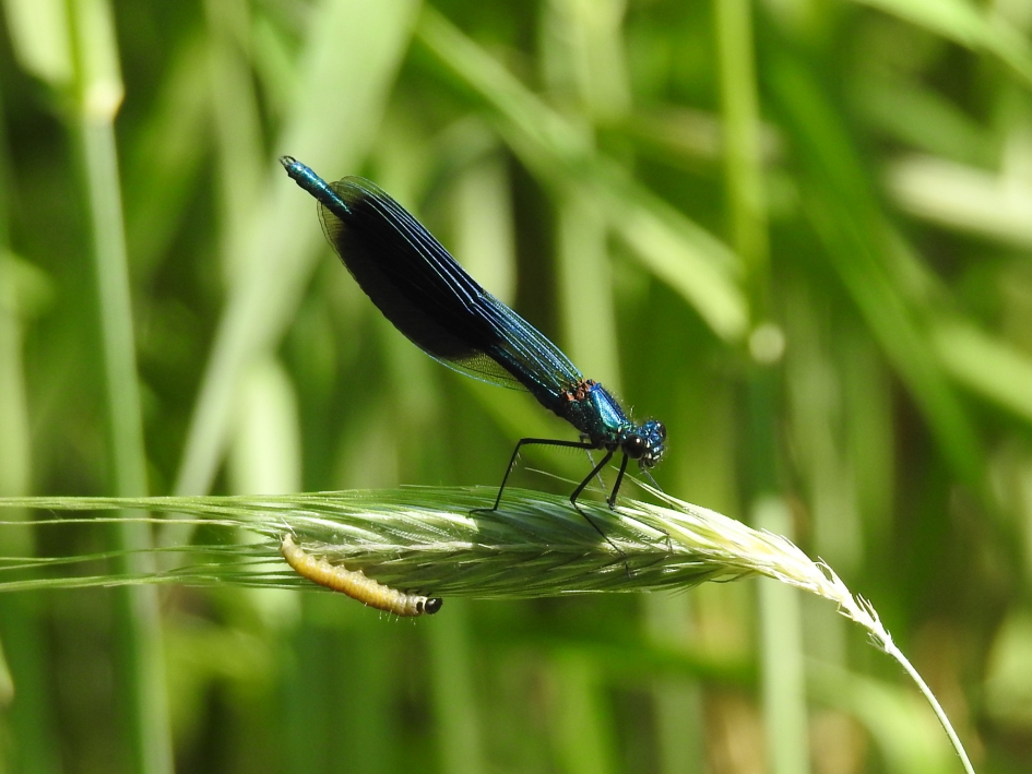 Weidebeekjuffer man - Geleedpotigen - Weidebeekjuffer