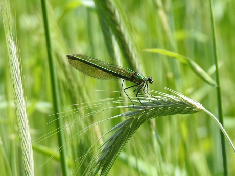 Weidebeekjuffer vrouw