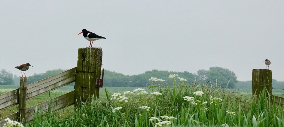 Weidevogel Vergezicht - Vogels - Tureluur