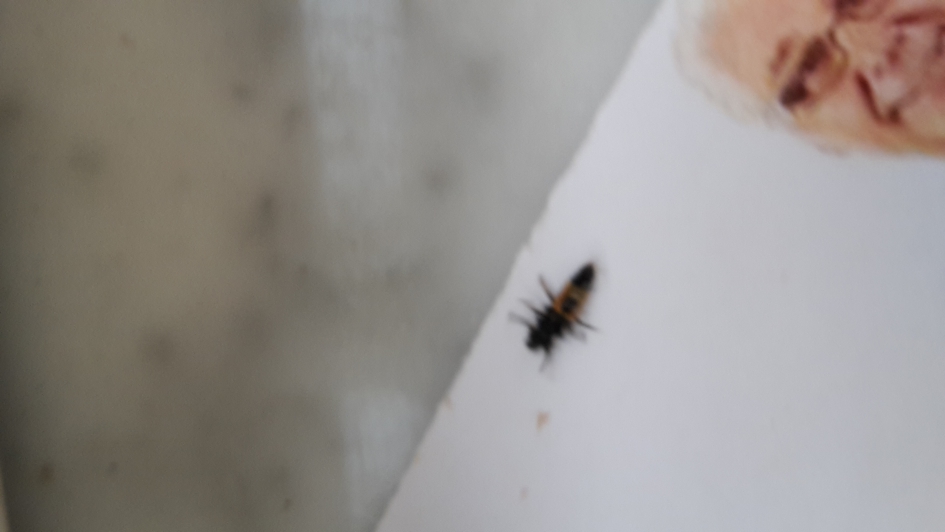 Welk insect is dit? - Geleedpotigen - 