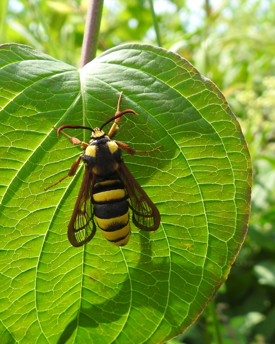 Wespvlinder - Geleedpotigen - Hoornaarvlinder