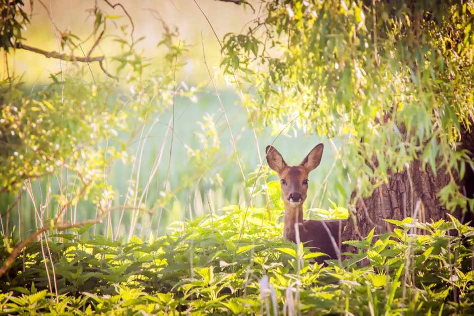 Wie kijkt naar wie - Zoogdieren - Ree