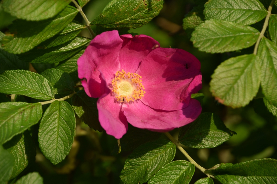 Wild roosje - Planten - 