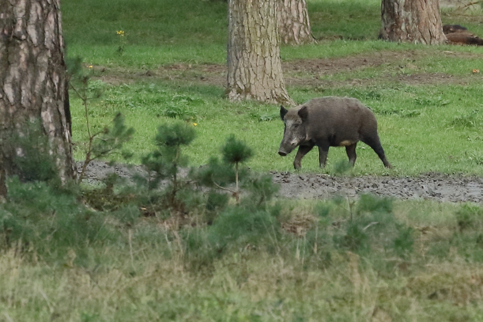 wild zwijn - Zoogdieren - 
