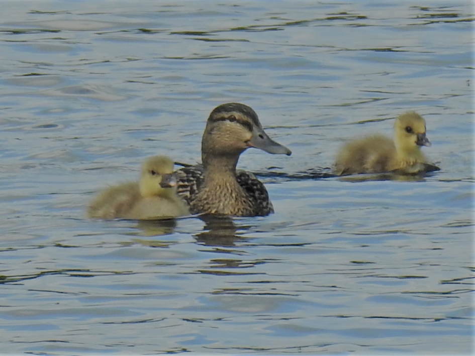 Wilde eend met kuikens - Vogels - Wilde eend
